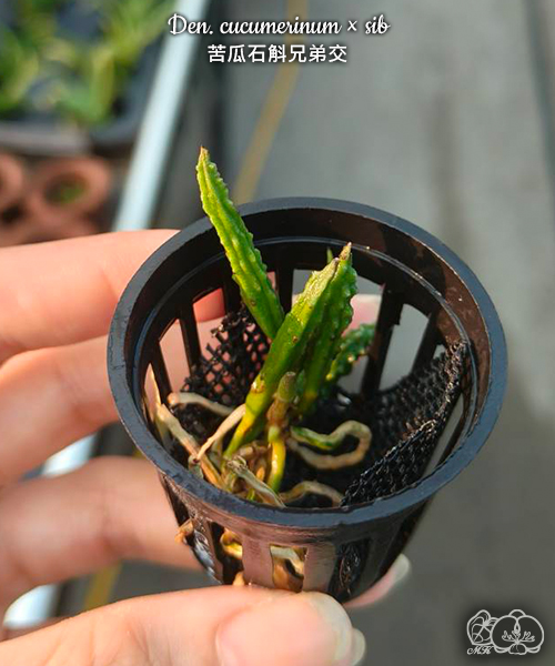 美琪園藝Miki Orchid - 批發專區